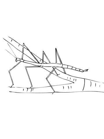 Walking Stick Insect Coloring Page